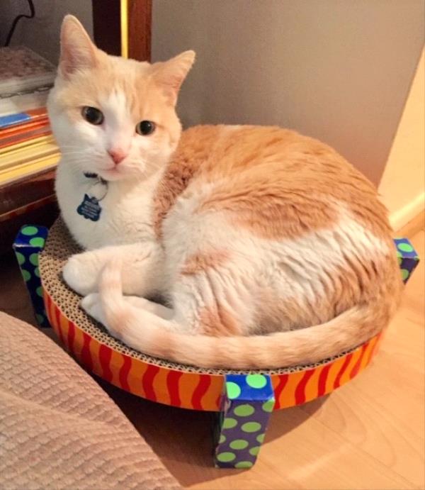 /Images/uploads/Friends of Seal Beach Animal Care Center/2022sbacc/entries/21773thumb.jpg